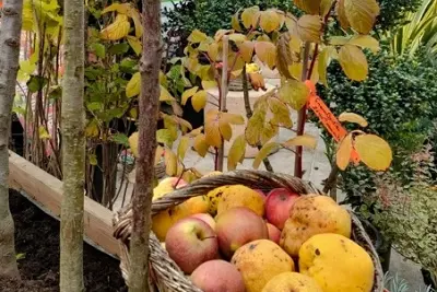 Fête des arbres et fleurs d'automne