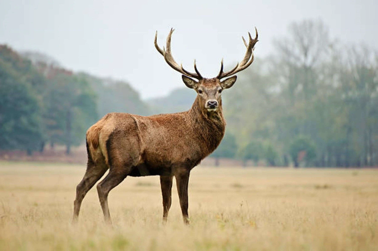 Sortie nature brame du cerf en forêt d'Orléans
