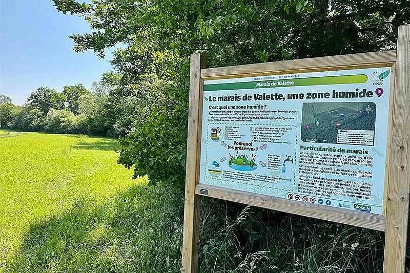 Découverte des plantes sauvages des milieux humides