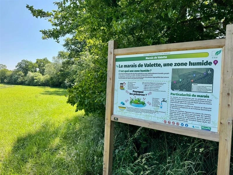 Découverte des plantes sauvages des milieux humides