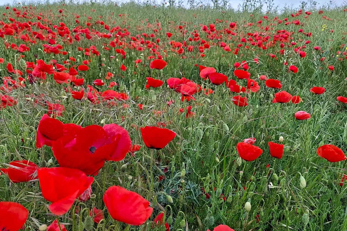 Voulons-nous vraiment des coquelicots ?