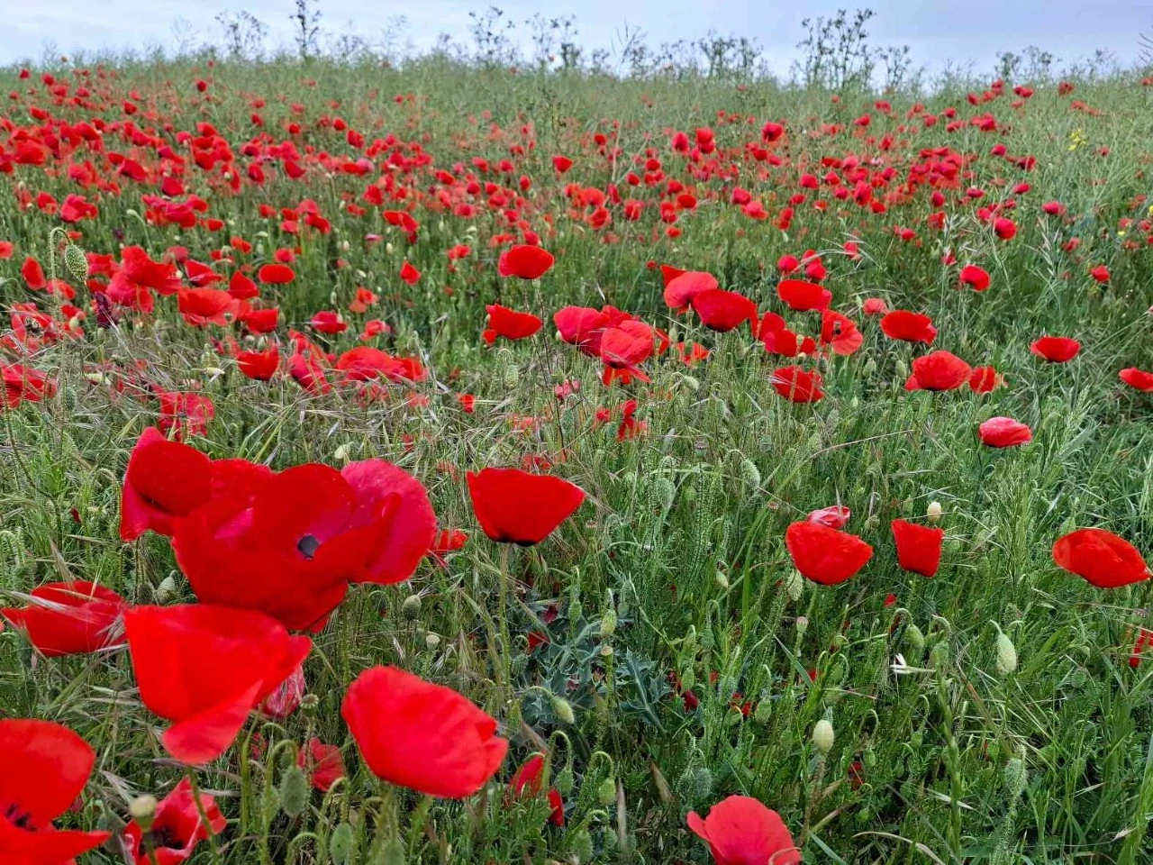Voulons-nous vraiment des coquelicots ?