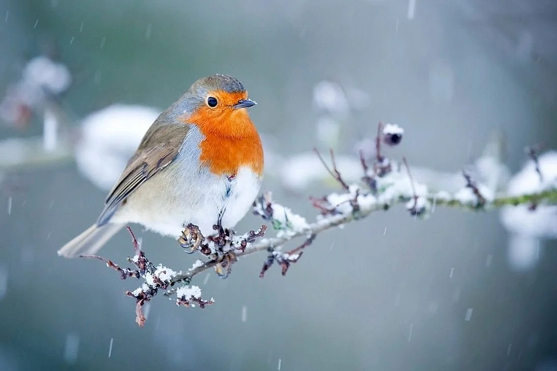 Le rendez-vous des familles - Création pour les oiseaux
