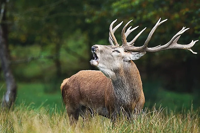 Brame du cerf