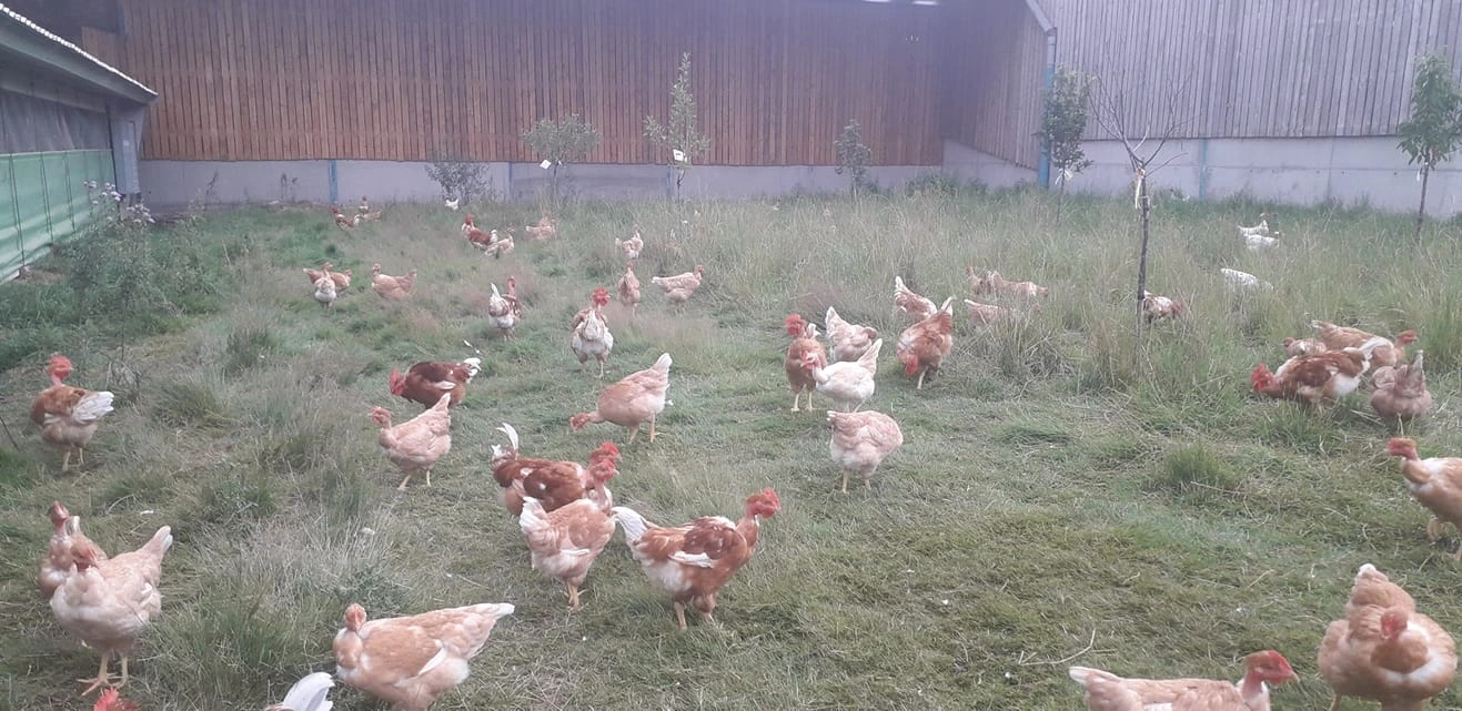 Secrets d’élevage : une immersion grandeur nature à la ferme