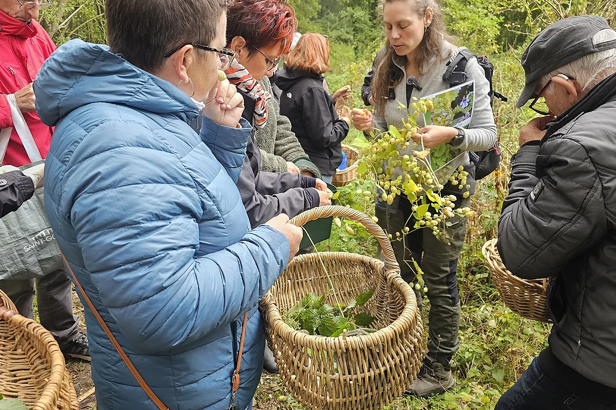 Cueillette et cuisine de plantes comestibles