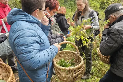 Cueillette et cuisine de plantes comestibles