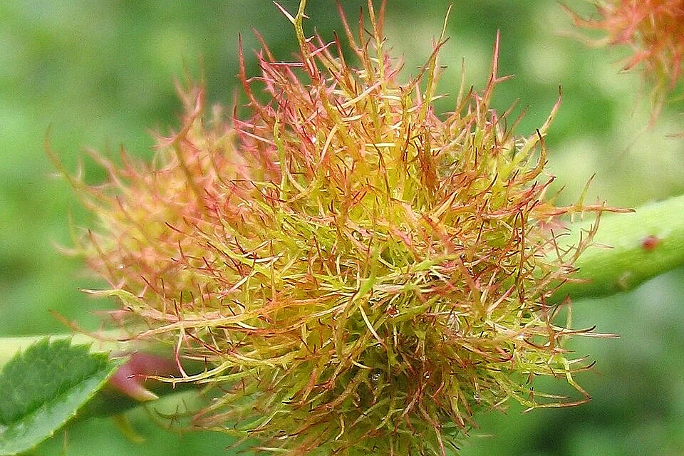 Sortie nature : Cécidologie, espèces cécidogènes et hôtes