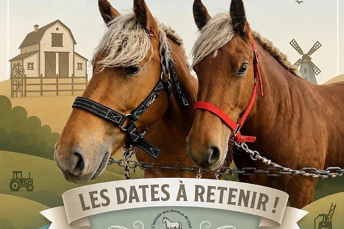 CONCOURS DE MODELE ET ALLURES DE CHEVAUX DE TRAIT