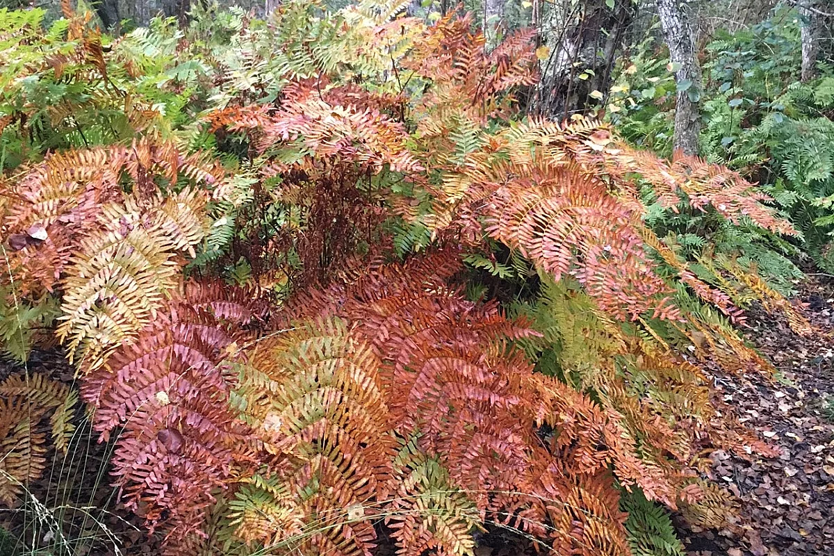 Balade nature