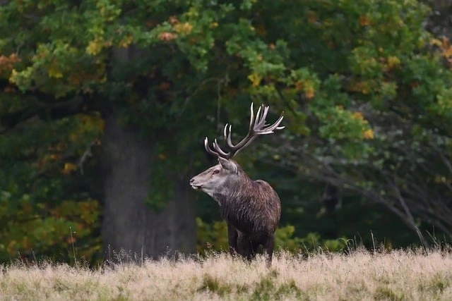 Soirée découverte brame du cerf et observation de la voûte céleste