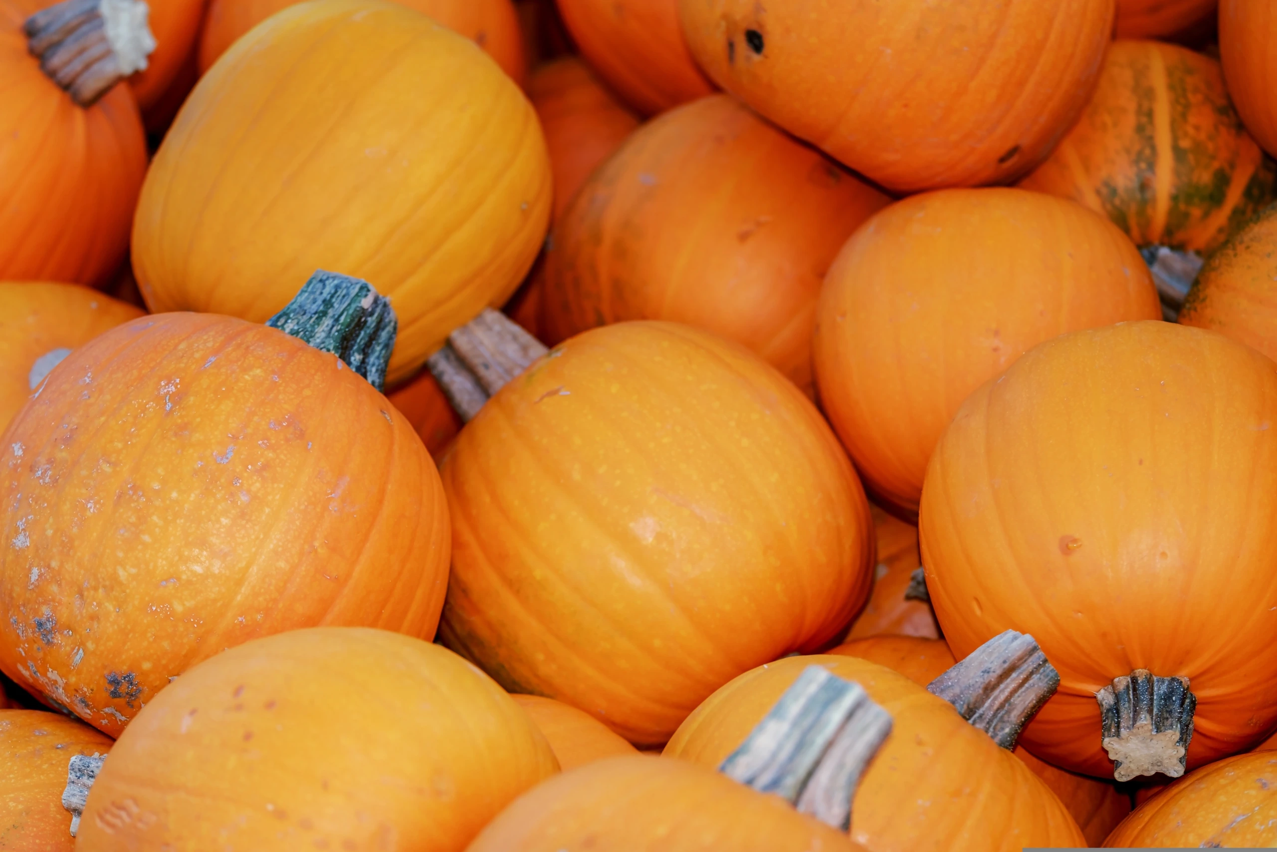 Atelier cuisine de pâtes à tartiner de courges