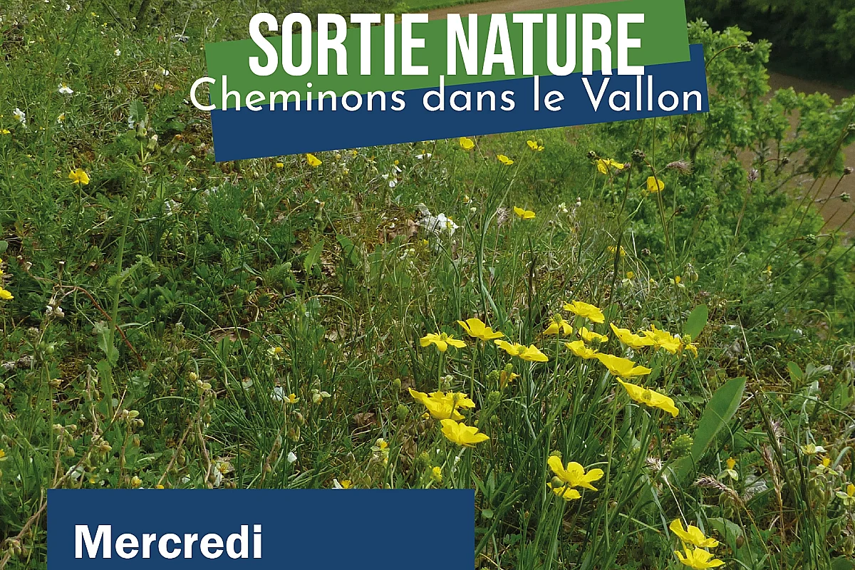 Sortie nature : Cheminons dans le Vallon