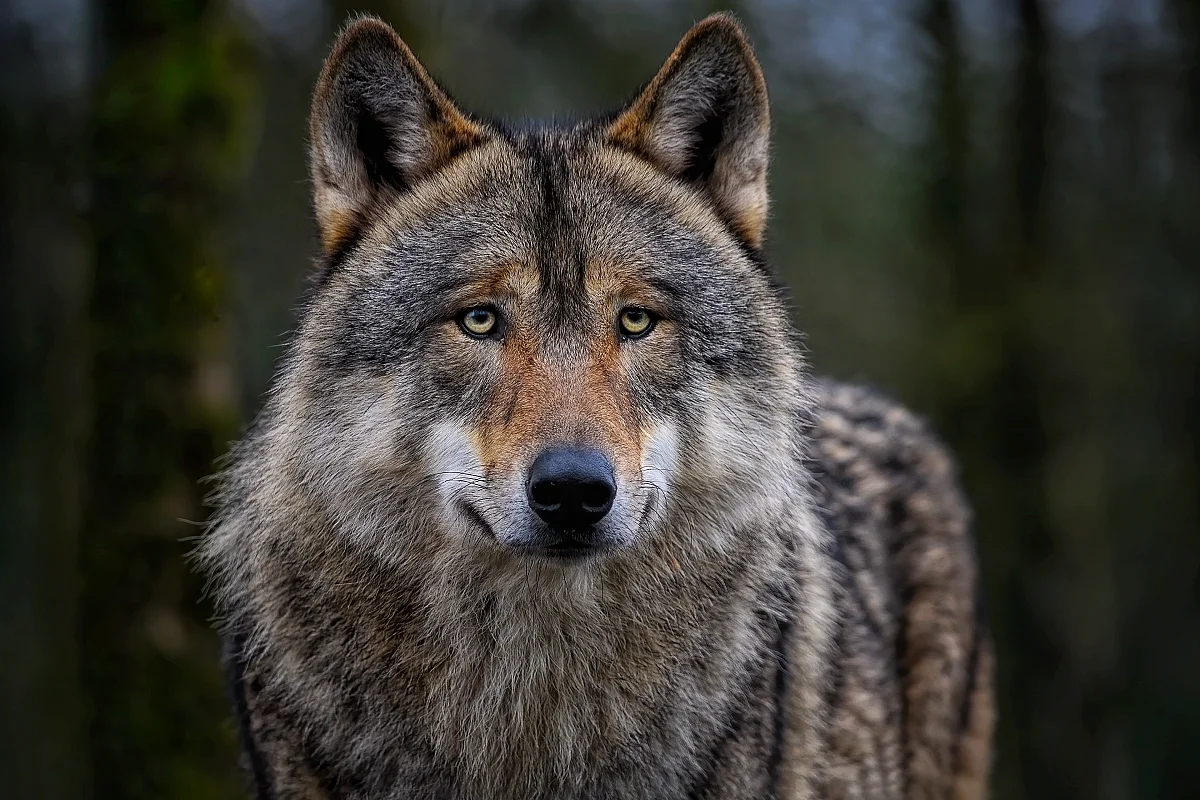 Exposition sur le Loup