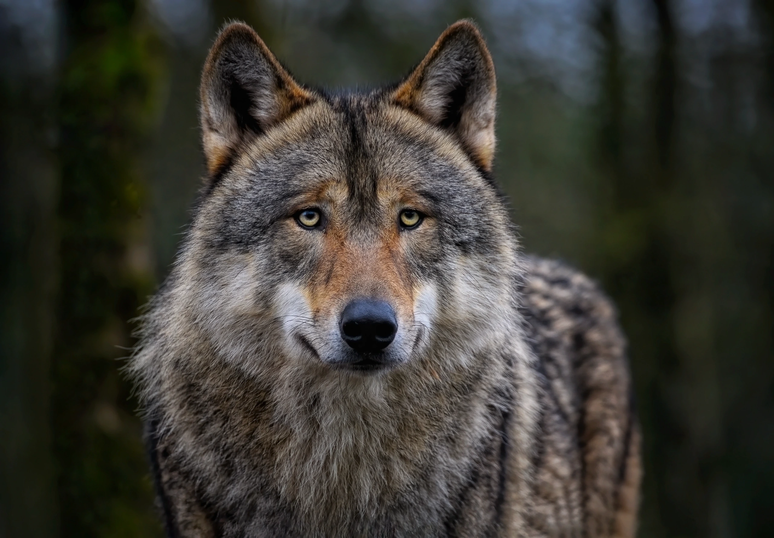 Exposition sur le Loup