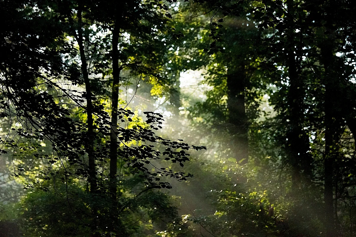 La Fête de l’Arbre