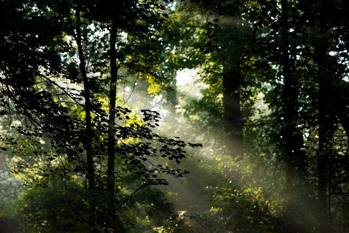 La Fête de l’Arbre