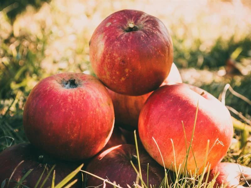 Fête de la pomme