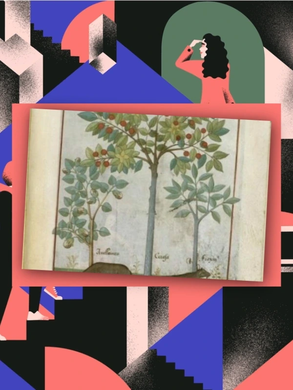 Journées Européennes du Patrimoine > Levez les yeux ! Découverte de l'illustration botanique