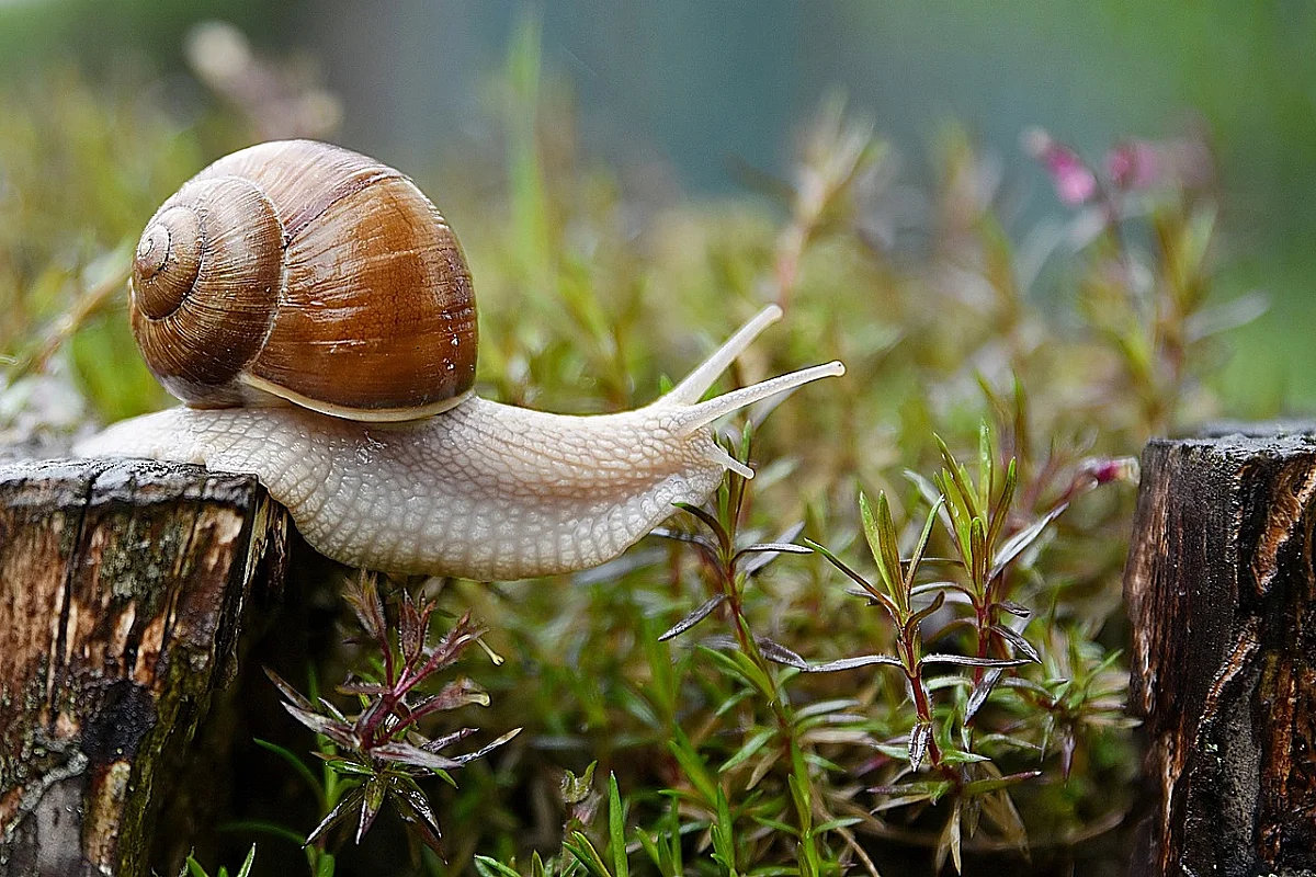 Foire aux escargots