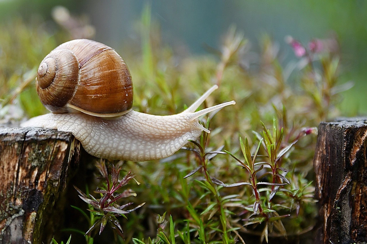Foire aux escargots