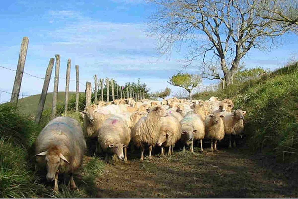 Visite et goûter à la ferme Landran