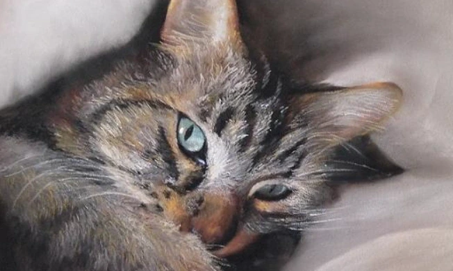 Exposition artistique SOS chats errants 87