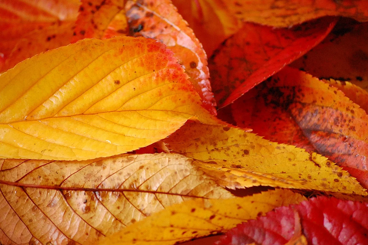 Soirée aux couleurs de l'automne à l'Art en Partage