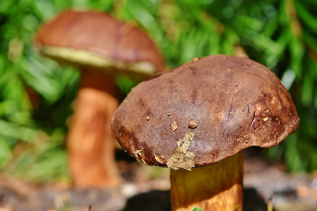 Exposition de champignons