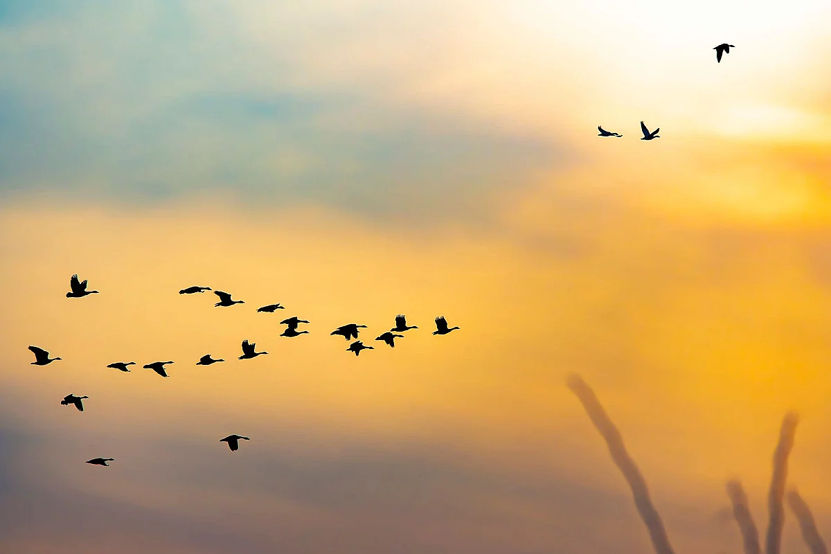 Journée Mondiale des oiseaux migrateurs