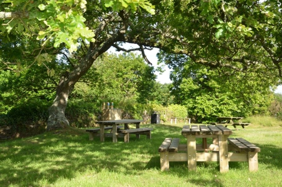Atelier nature (6-12 ans) : l'arbre dans tous ses états