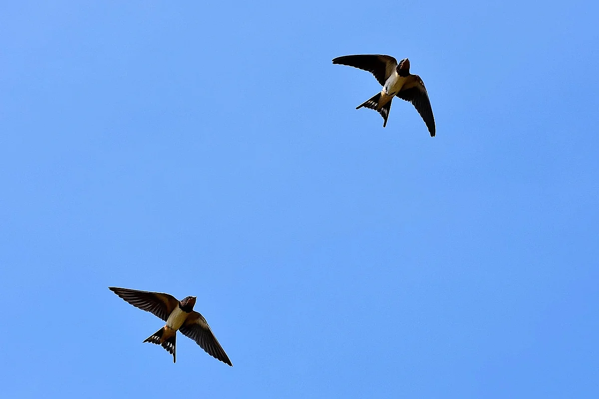 SORTIE NATURE - LES OISEAUX MIGRATEURS