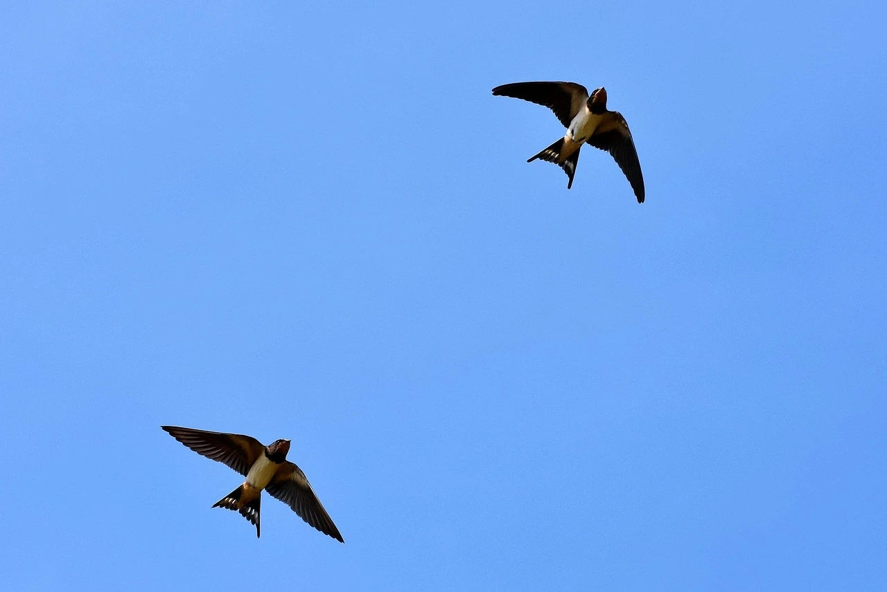 SORTIE NATURE - LES OISEAUX MIGRATEURS
