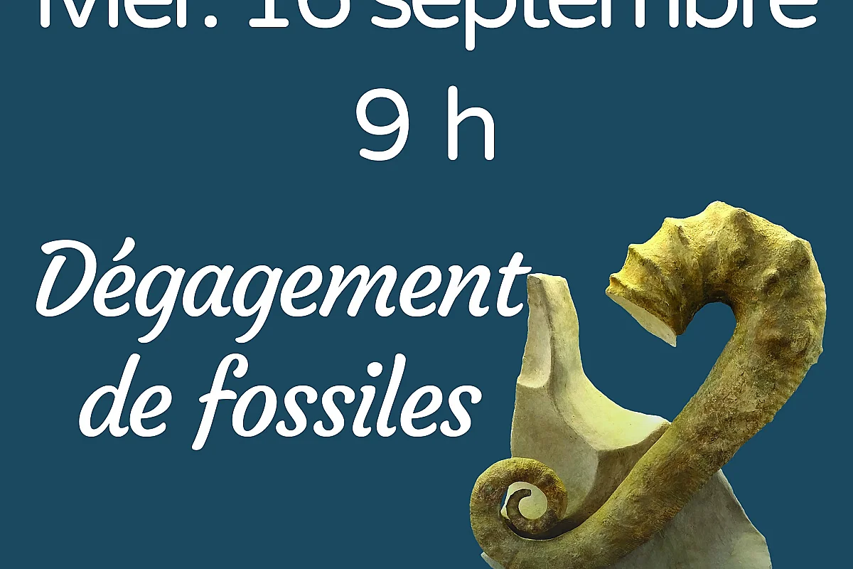 Atelier d'initiation au dégagement de fossiles