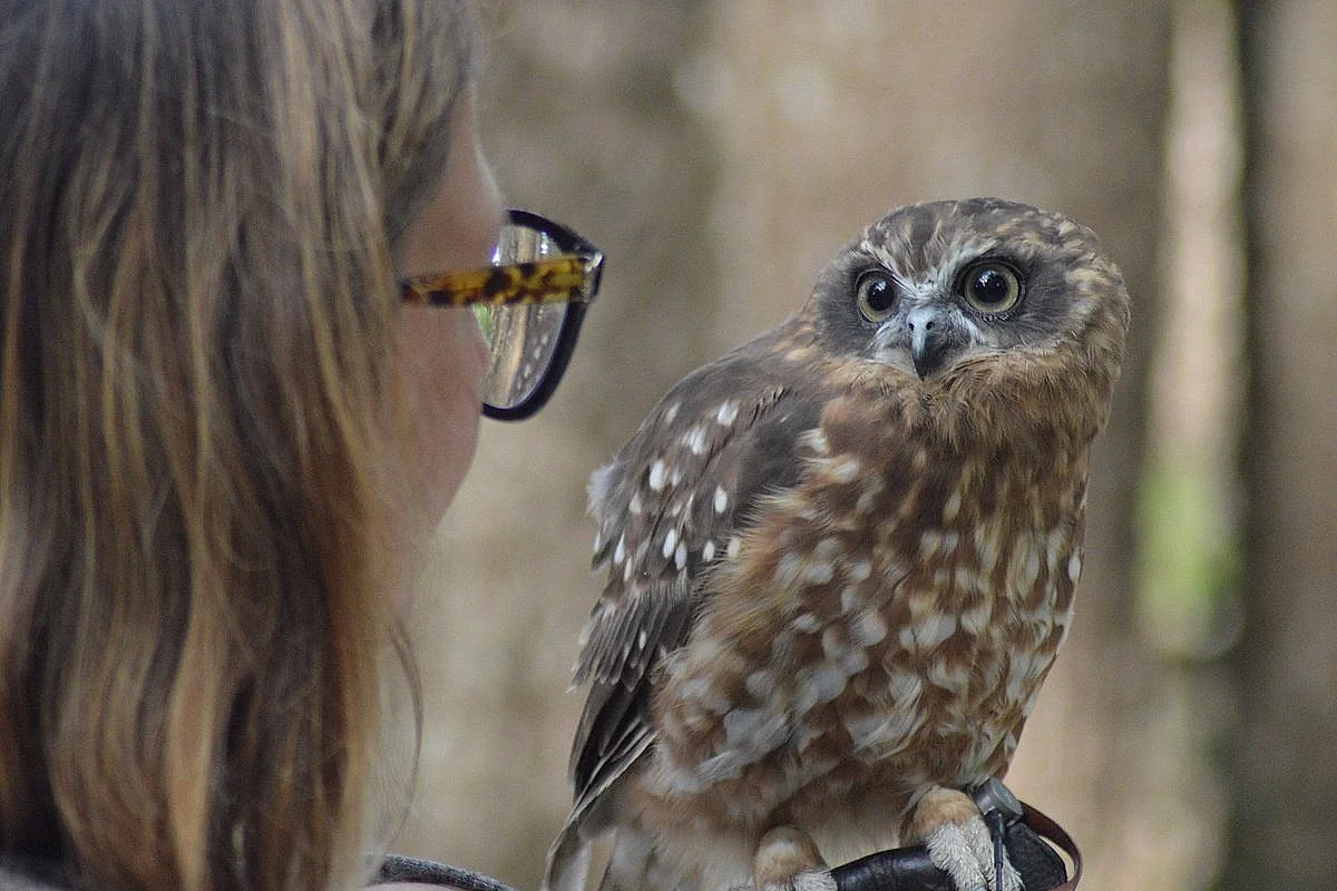 rapaces