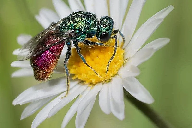 Conférence « Fascinants insectes des Vosges du Nord » Michel RAUCH