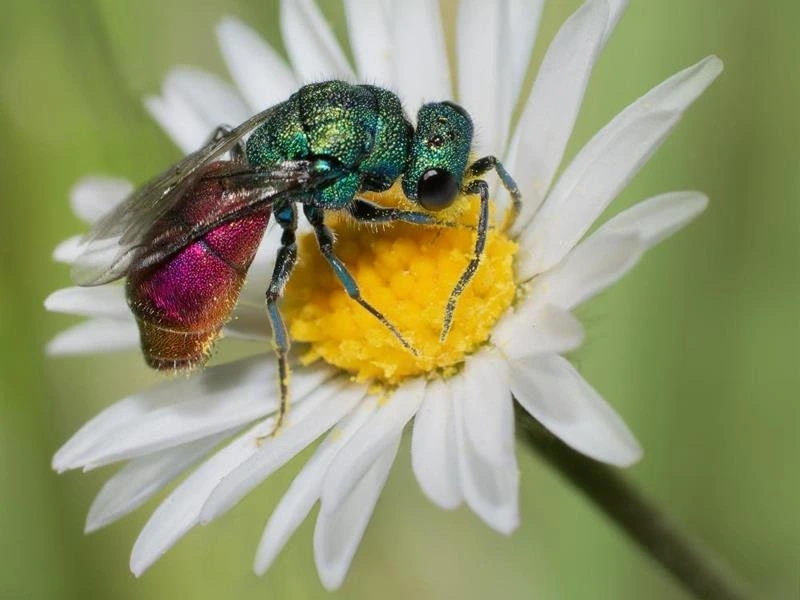 Conférence « Fascinants insectes des Vosges du Nord » Michel RAUCH