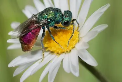 Conférence « Fascinants insectes des Vosges du Nord » Michel RAUCH