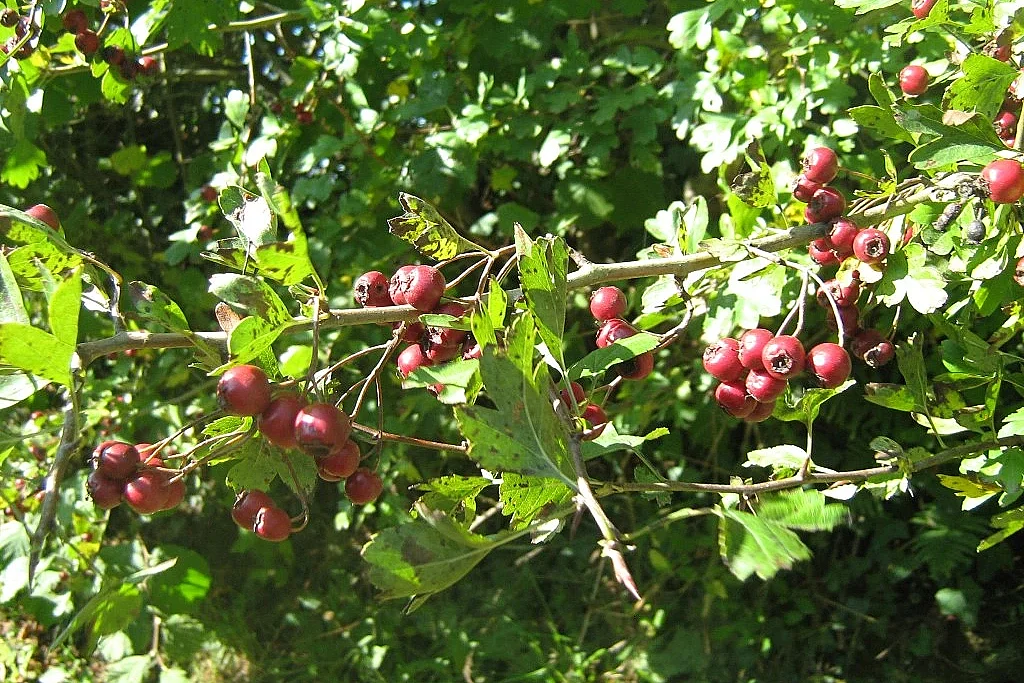 Couleurs d'automne dans le bocage