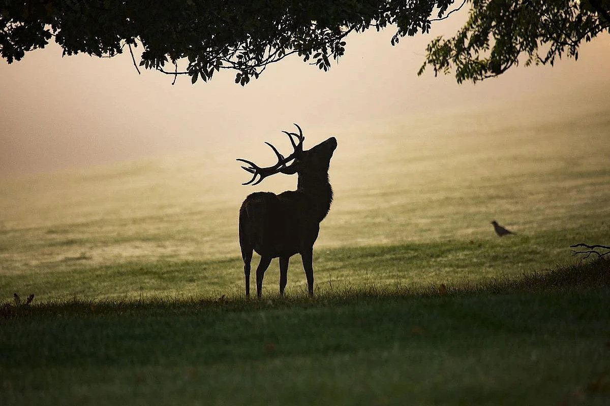 SOIRÉE BRAME DU CERF