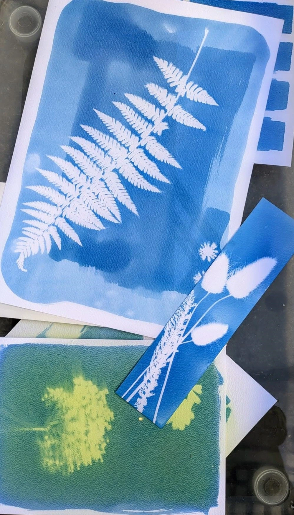 Atelier photographie au cyanotype - Ferme-musée du Cotentin