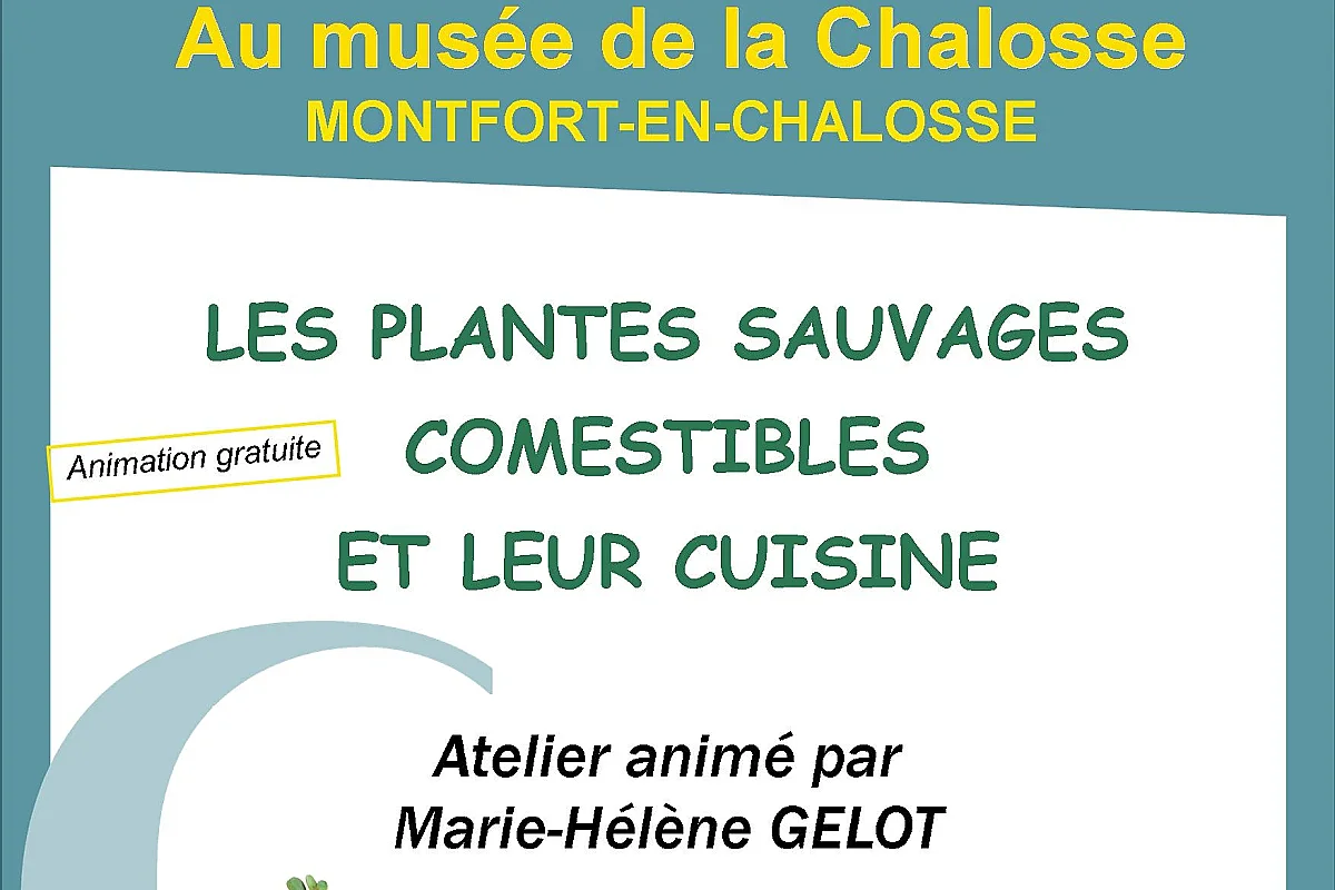 Les plantes sauvages comestibles et leur cuisine