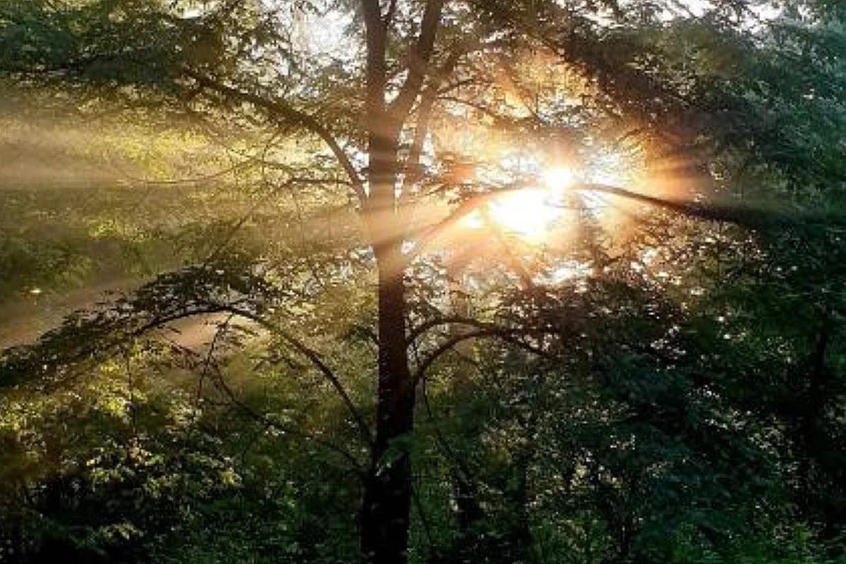 Bain de forêt à BLASIMON