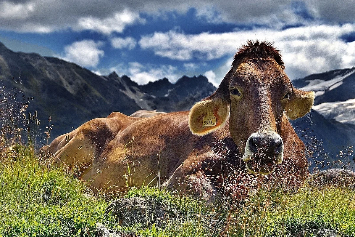 EXPOSITION - LES VACHES, HISTOIRES À RUMINER