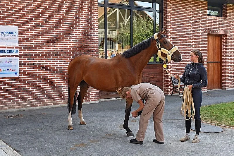 [Équidays] Normandie Équine Vallée