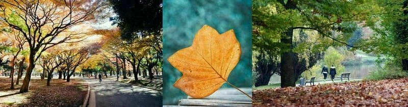 Balade commentée d'automne avec Sylvie dans le parc de Maison Blanche 