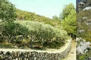 Balade botanique au parc des Bruyères, sur le versant ouest du massif 