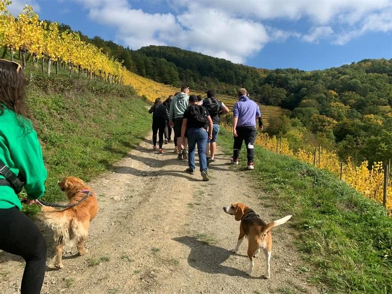 Promenade d'automne - marche gourmande