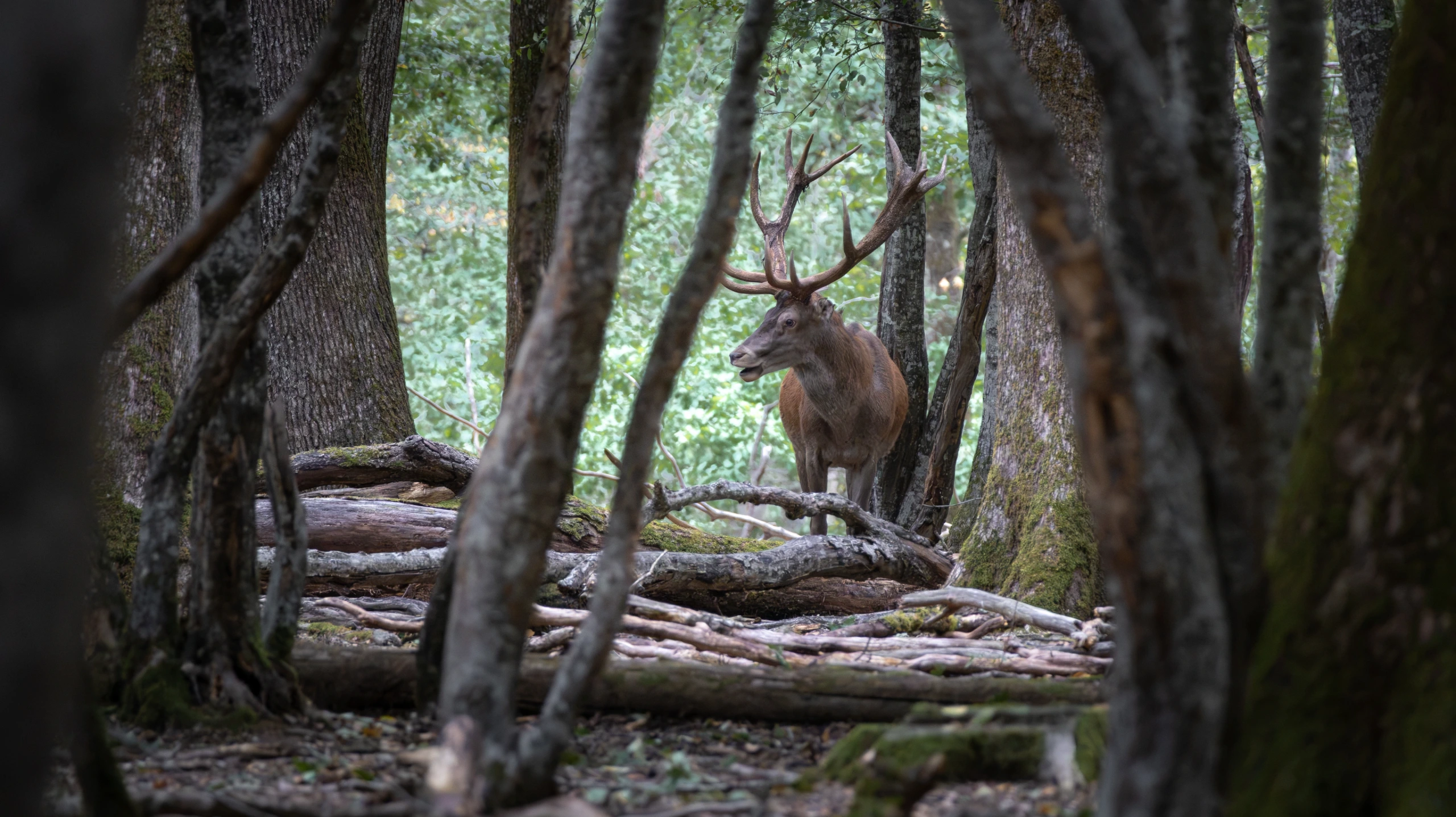 Le Brame du Cerf et la Faune Sauvage
