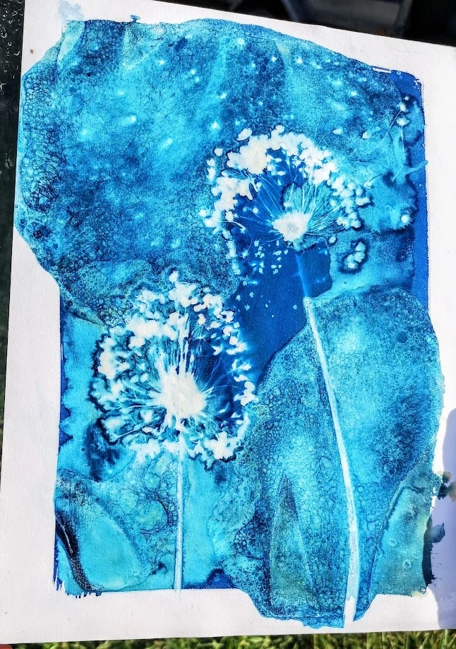 Atelier "Cyanotype : Voyage photographique"